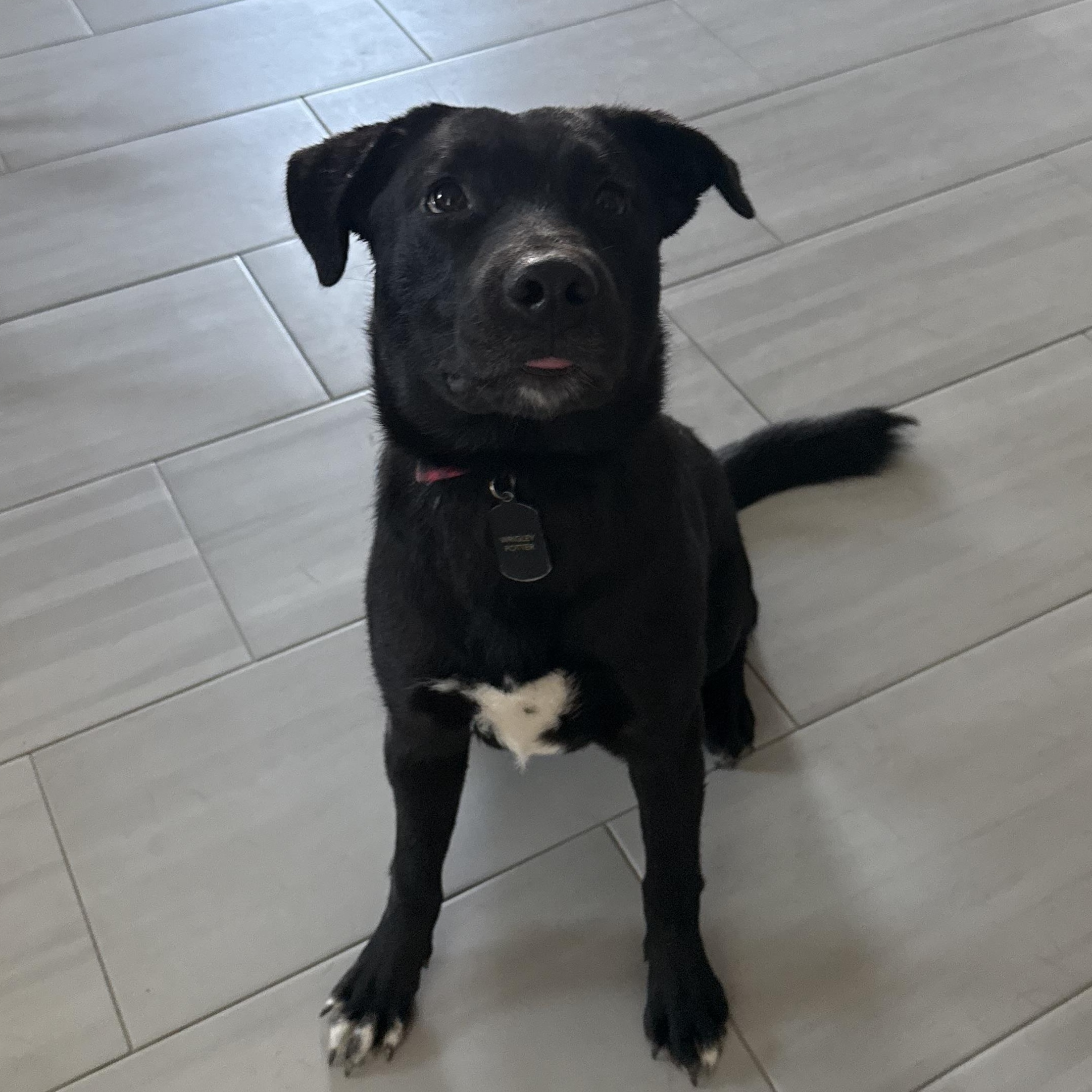 Enlarge Wrigley, a Adoptable mixed breed in Phoenix, AZ image 3/5