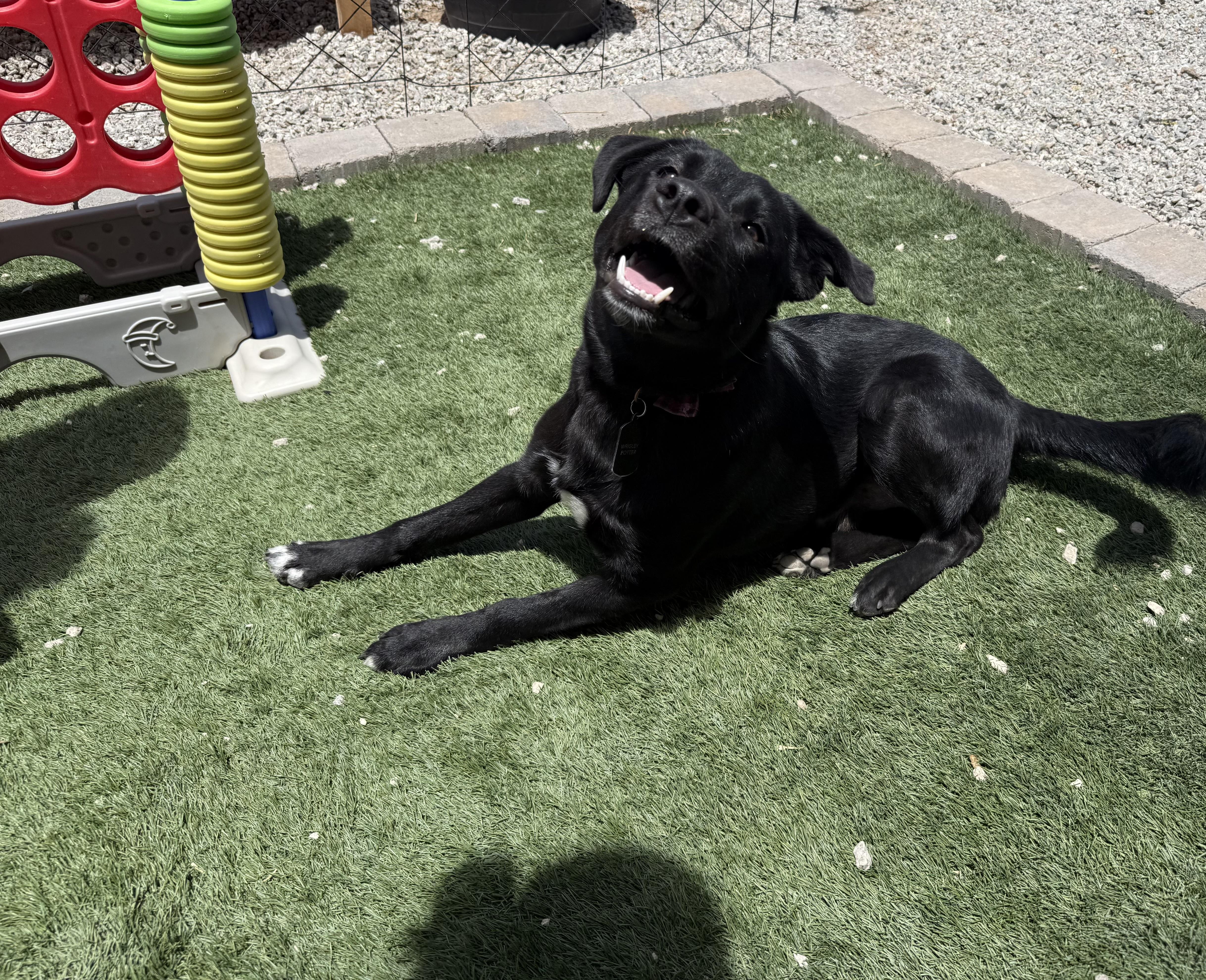 Wrigley, Adoptable, Puppy Male Black Labrador Retriever.