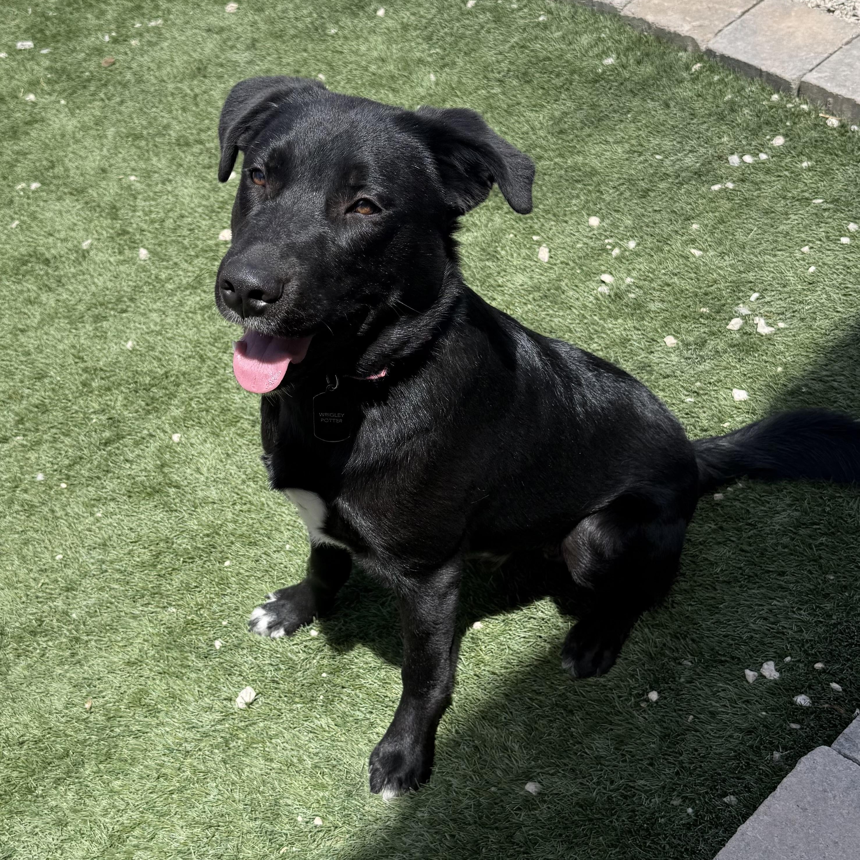 Enlarge Wrigley, a Adoptable mixed breed in Phoenix, AZ image 4/5