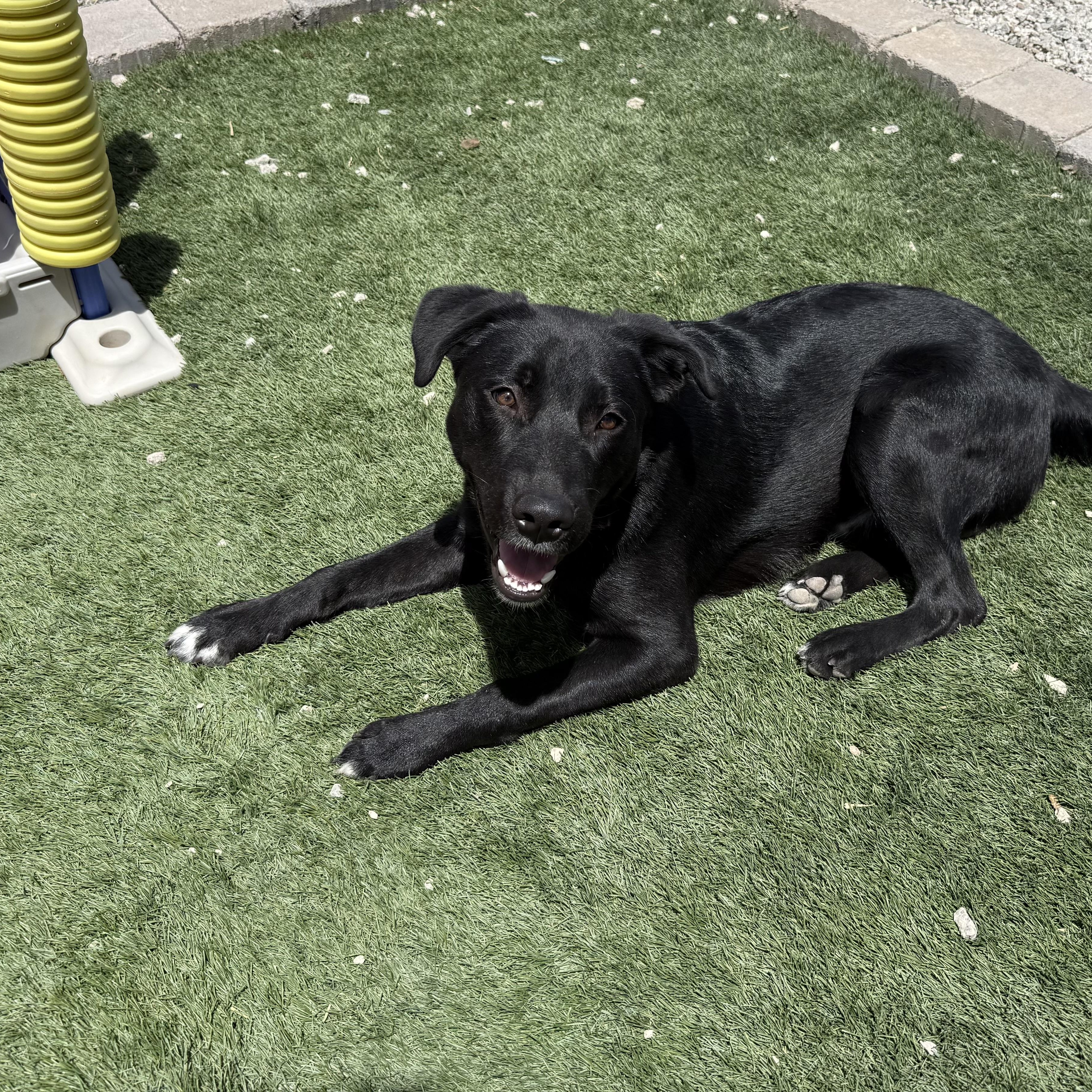 Enlarge Wrigley, a Adoptable mixed breed in Phoenix, AZ image 5/5