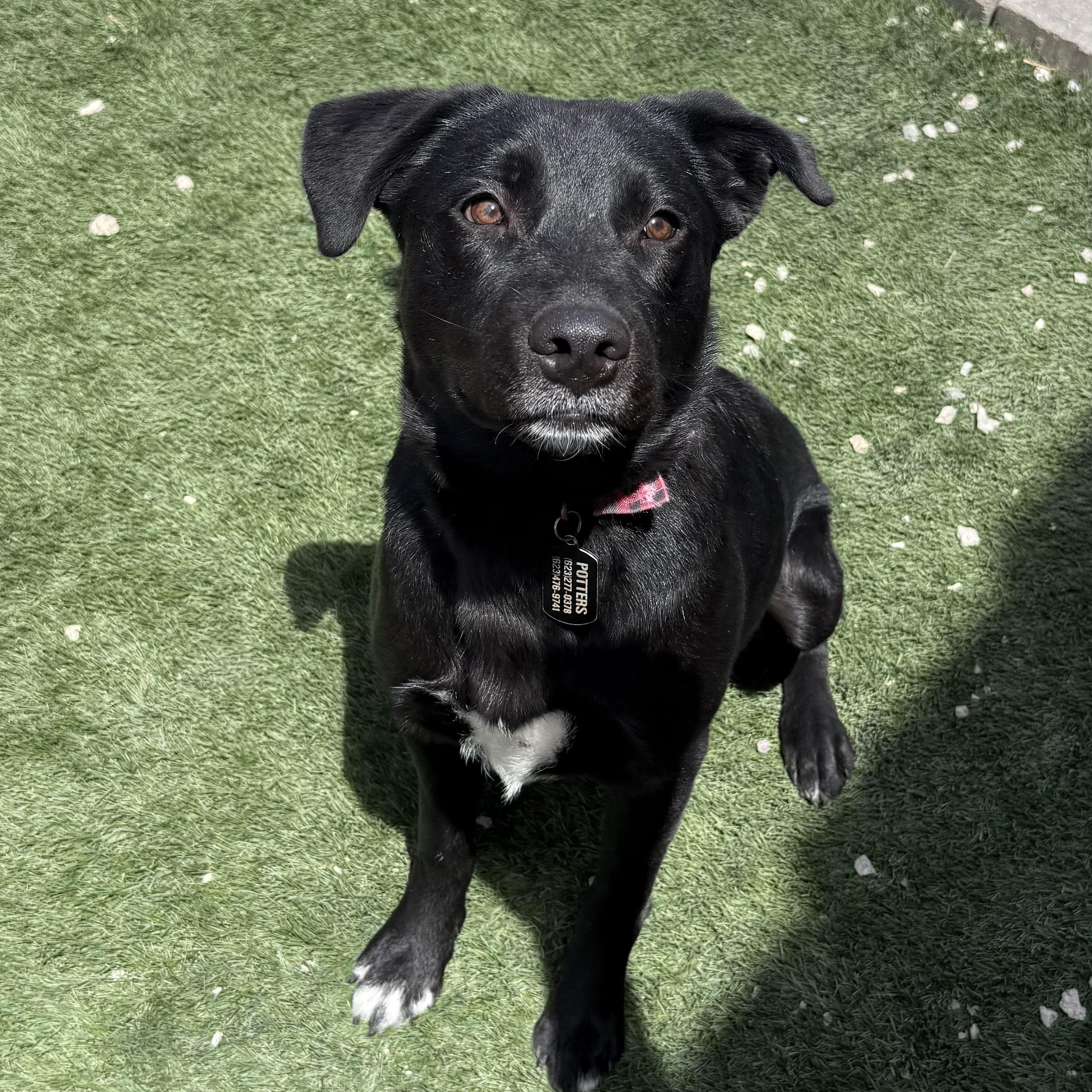 Enlarge Wrigley, a Adoptable mixed breed in Phoenix, AZ image 2/5