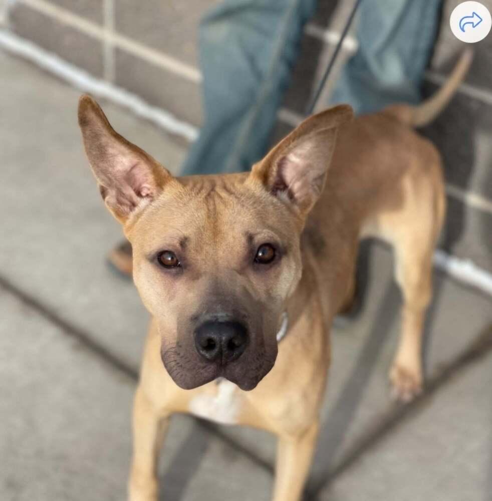 Scooby, Adopted, Adult Male Black Mouth Cur.