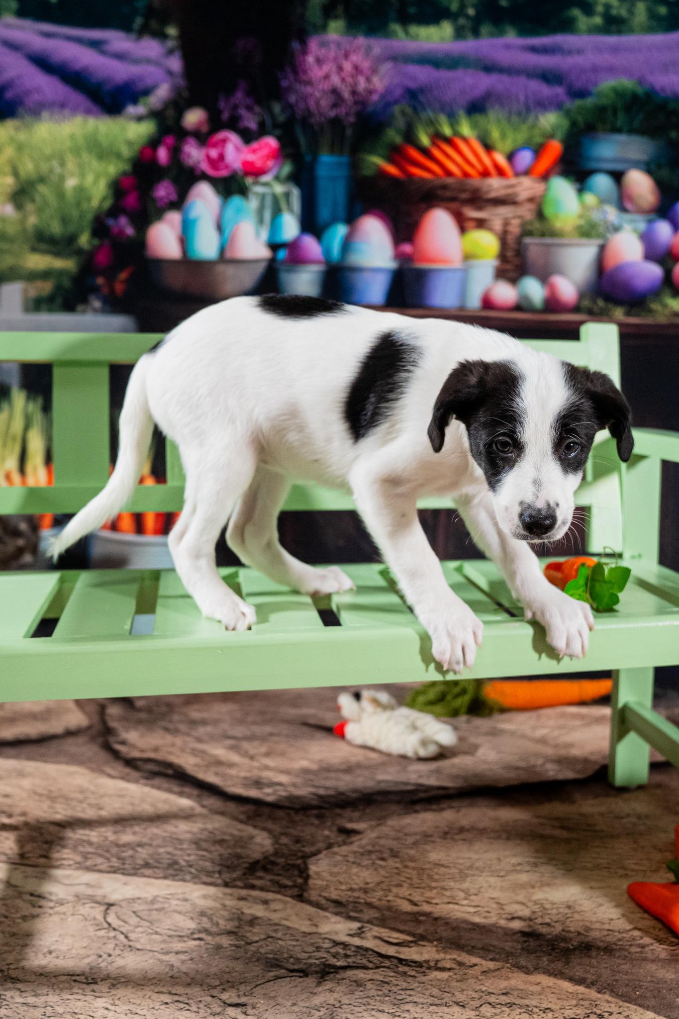 Zoey, a ADOPTABLE mixed breed in Dellslow, WV image 3/3