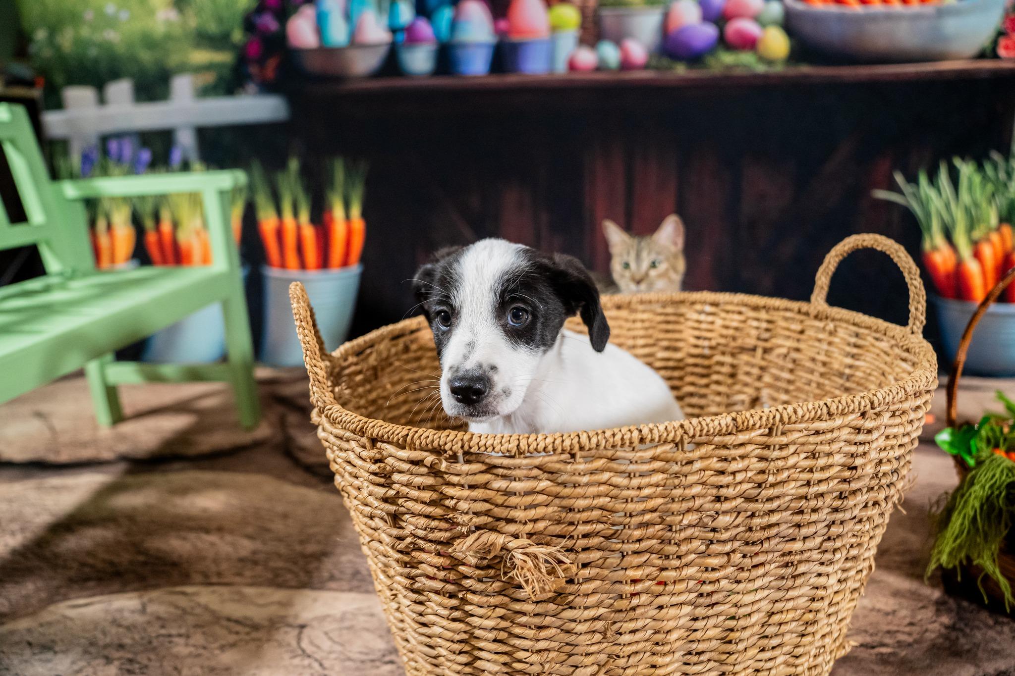 Zoey, a ADOPTABLE mixed breed in Dellslow, WV image 1/3