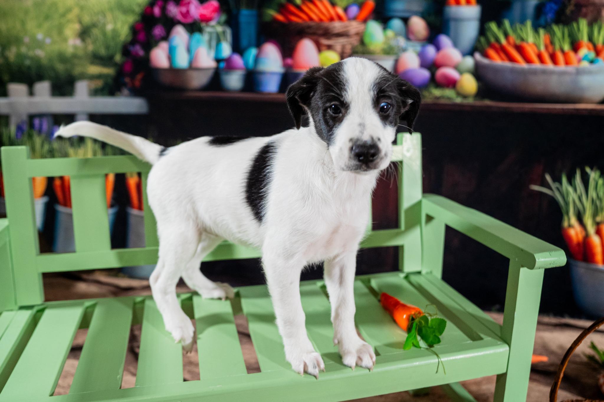 Zoey, a ADOPTABLE mixed breed in Dellslow, WV image 2/3