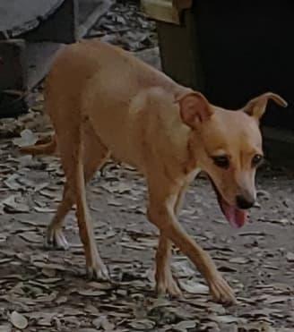 Rose, Adoptable, Senior Female Chihuahua.