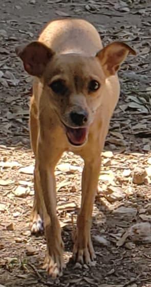 Rose, Adoptable, Senior Female Chihuahua.