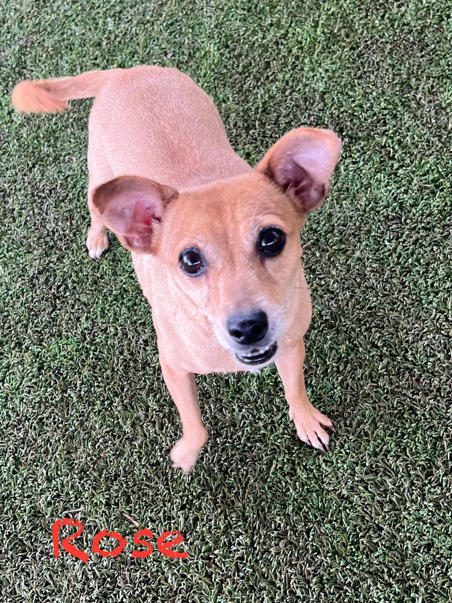 Enlarge Rose, a Adoptable Chihuahua in Pipe Creek, TX image 3/3