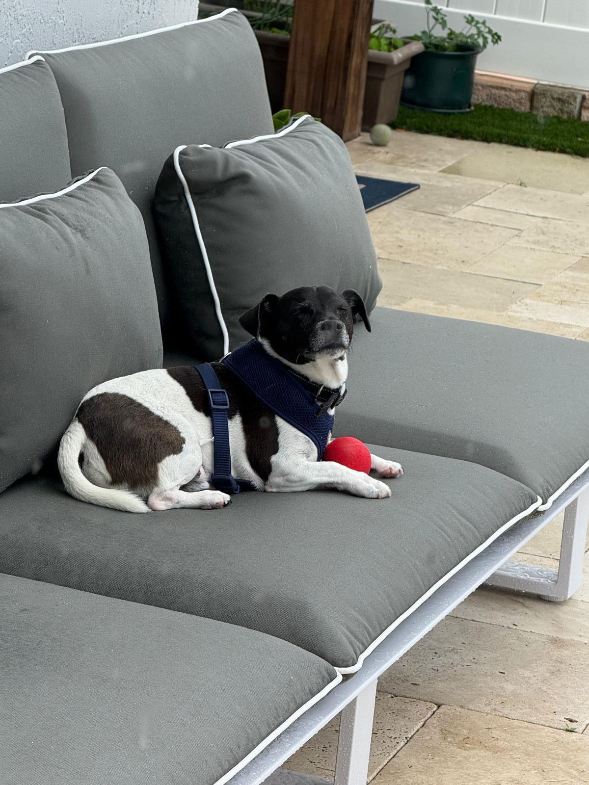 Tobi Jr Aka Oreo thumbnail 2