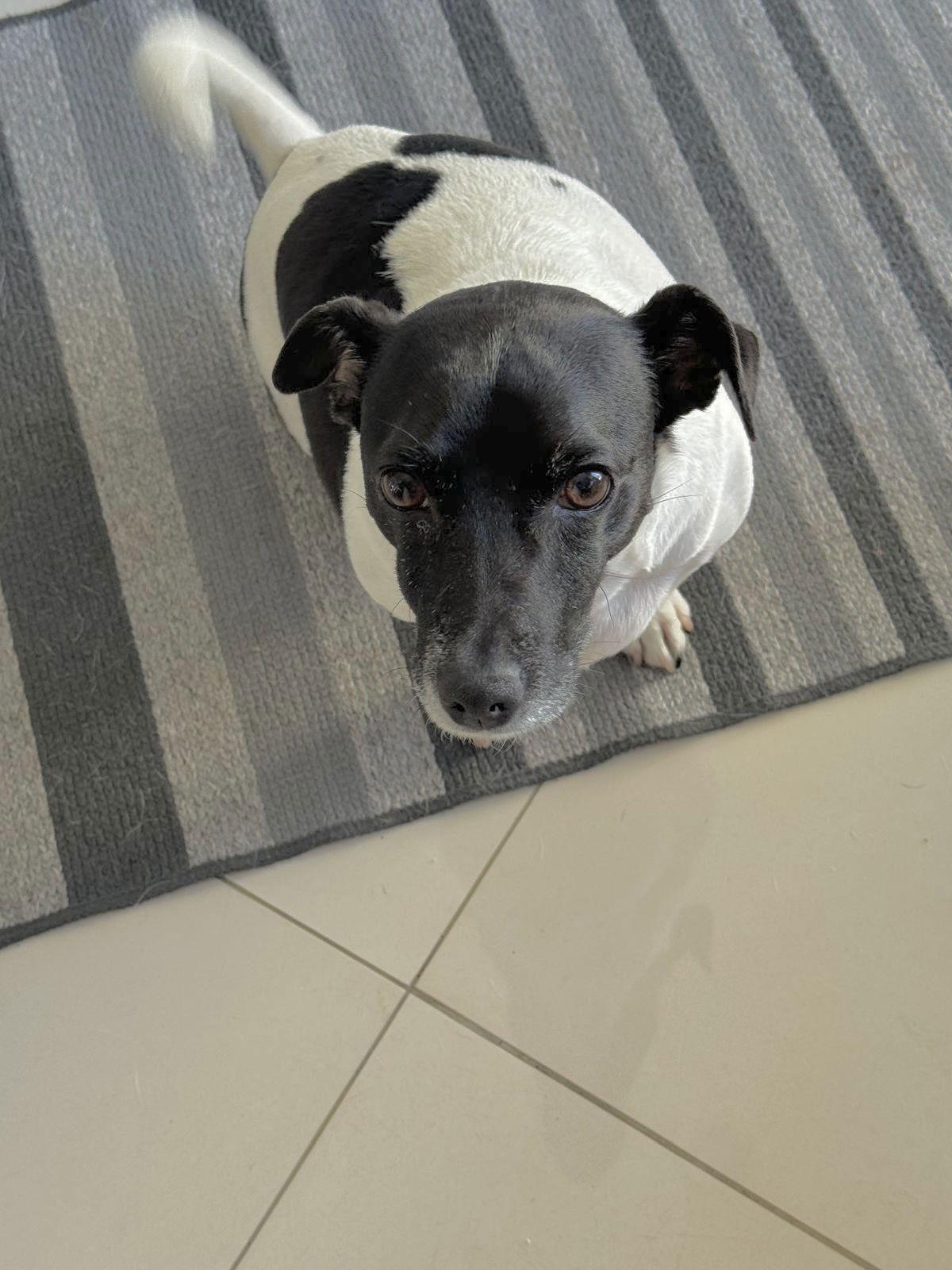 Tobi Jr Aka Oreo thumbnail 3