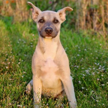Macy Gray, a Adoptable mixed breed in Houston, TX image 1/6