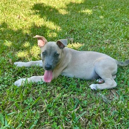 Macy Gray, a Adoptable mixed breed in Houston, TX image 2/6