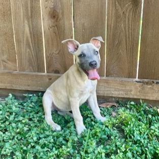 Macy Gray, a Adoptable mixed breed in Houston, TX image 4/6