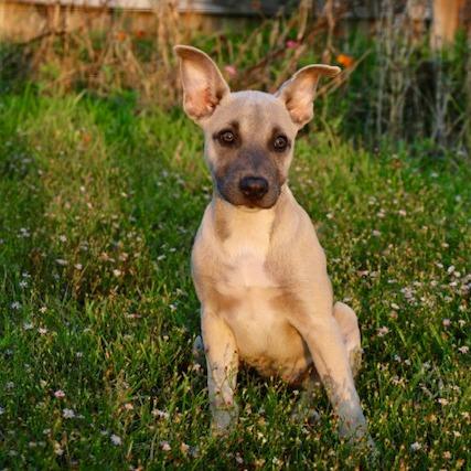 Macy Gray, a Adoptable mixed breed in Houston, TX image 5/6