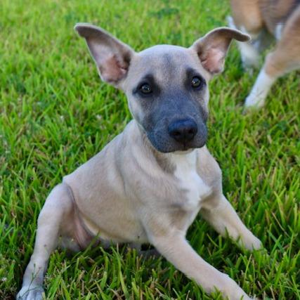 Macy Gray, a Adoptable mixed breed in Houston, TX image 6/6