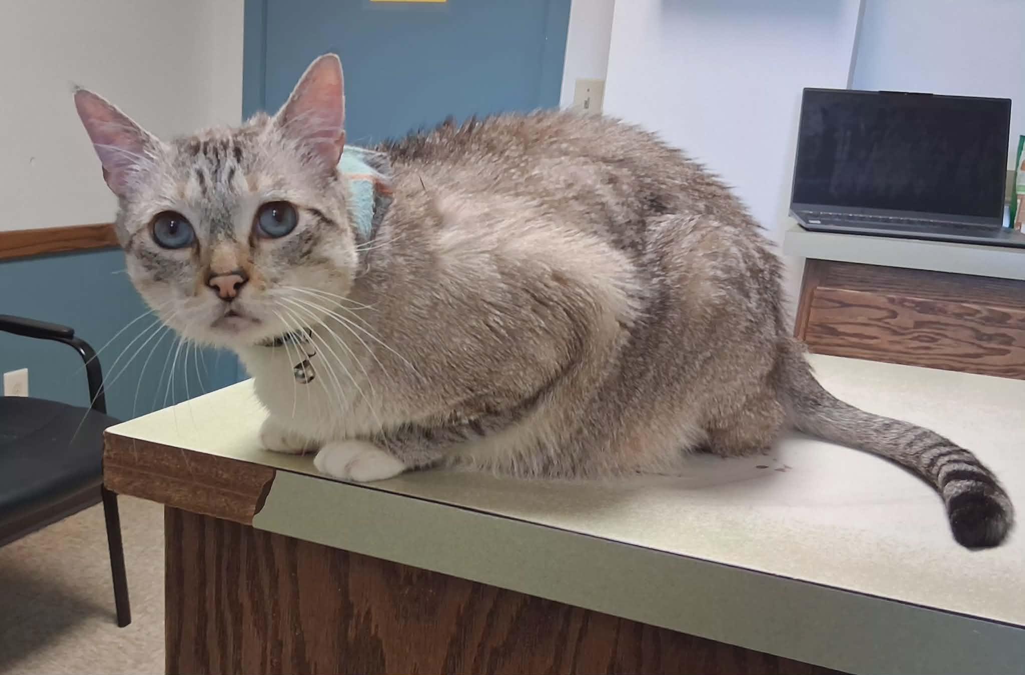 Enlarge Kingman, a ADOPTABLE mixed breed in Lewiston, ID image 1/1