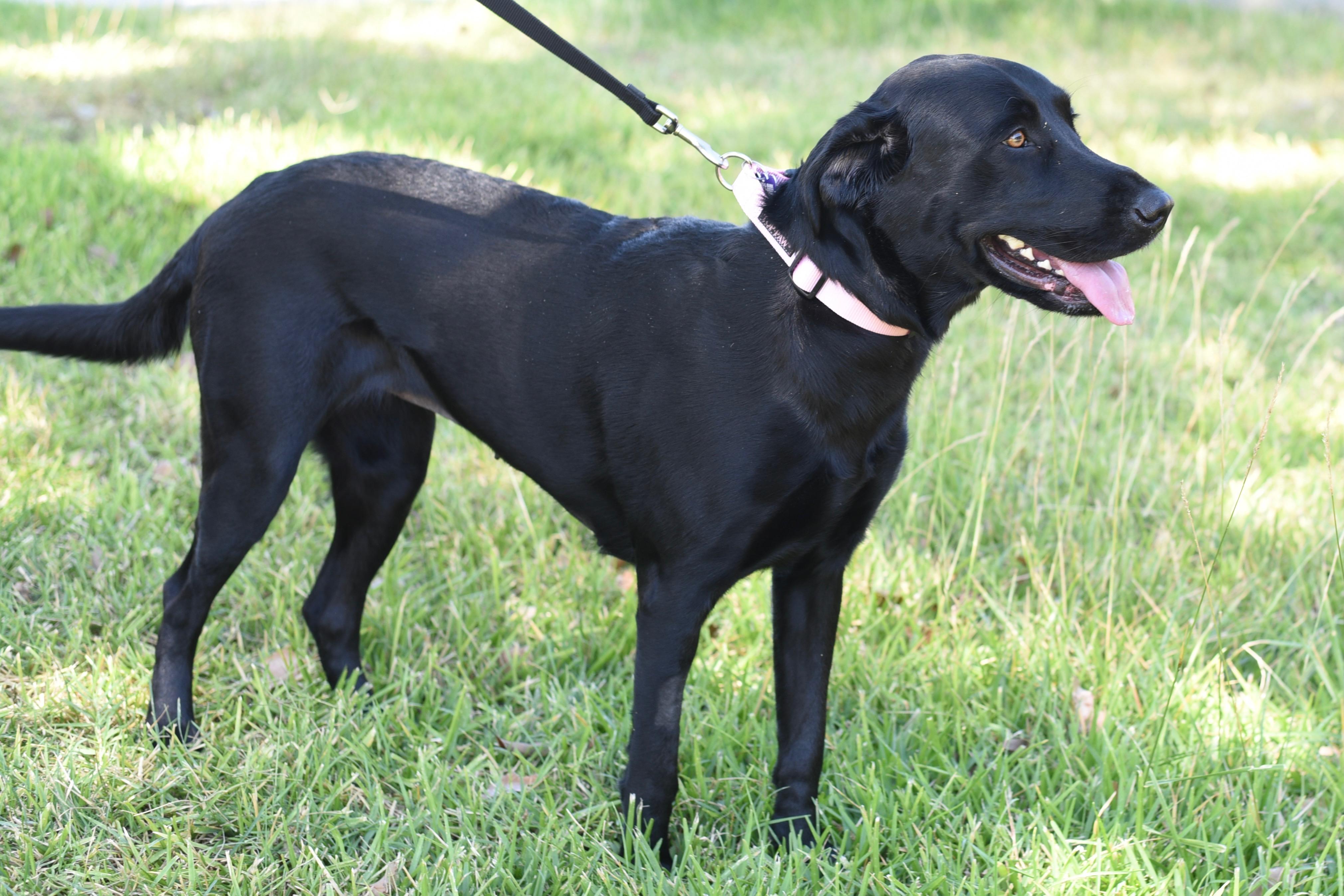 Skye, an adopted Black Labrador Retriever in Los Angeles, CA image 4/6
