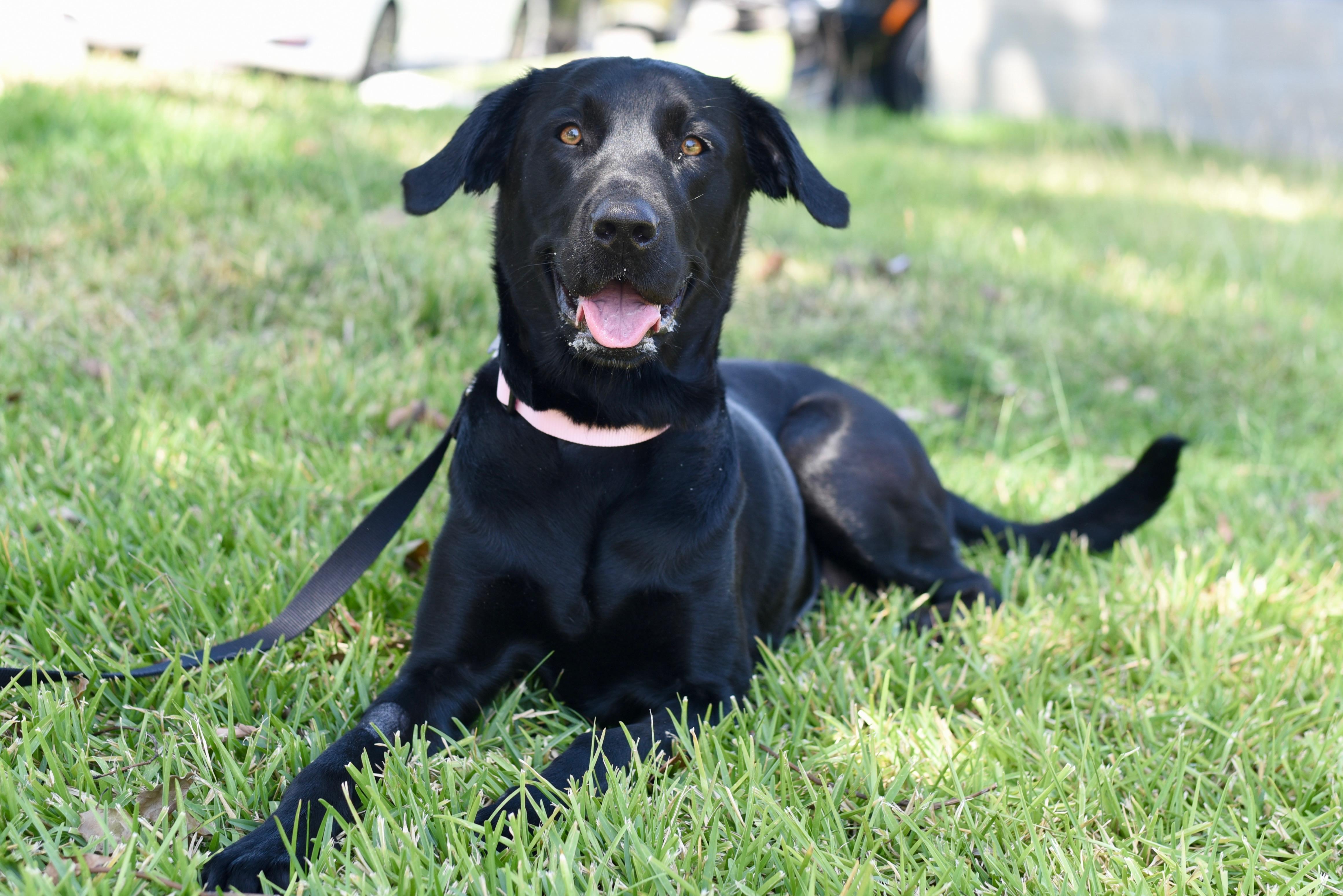 Skye, an adopted Black Labrador Retriever in Los Angeles, CA image 2/6