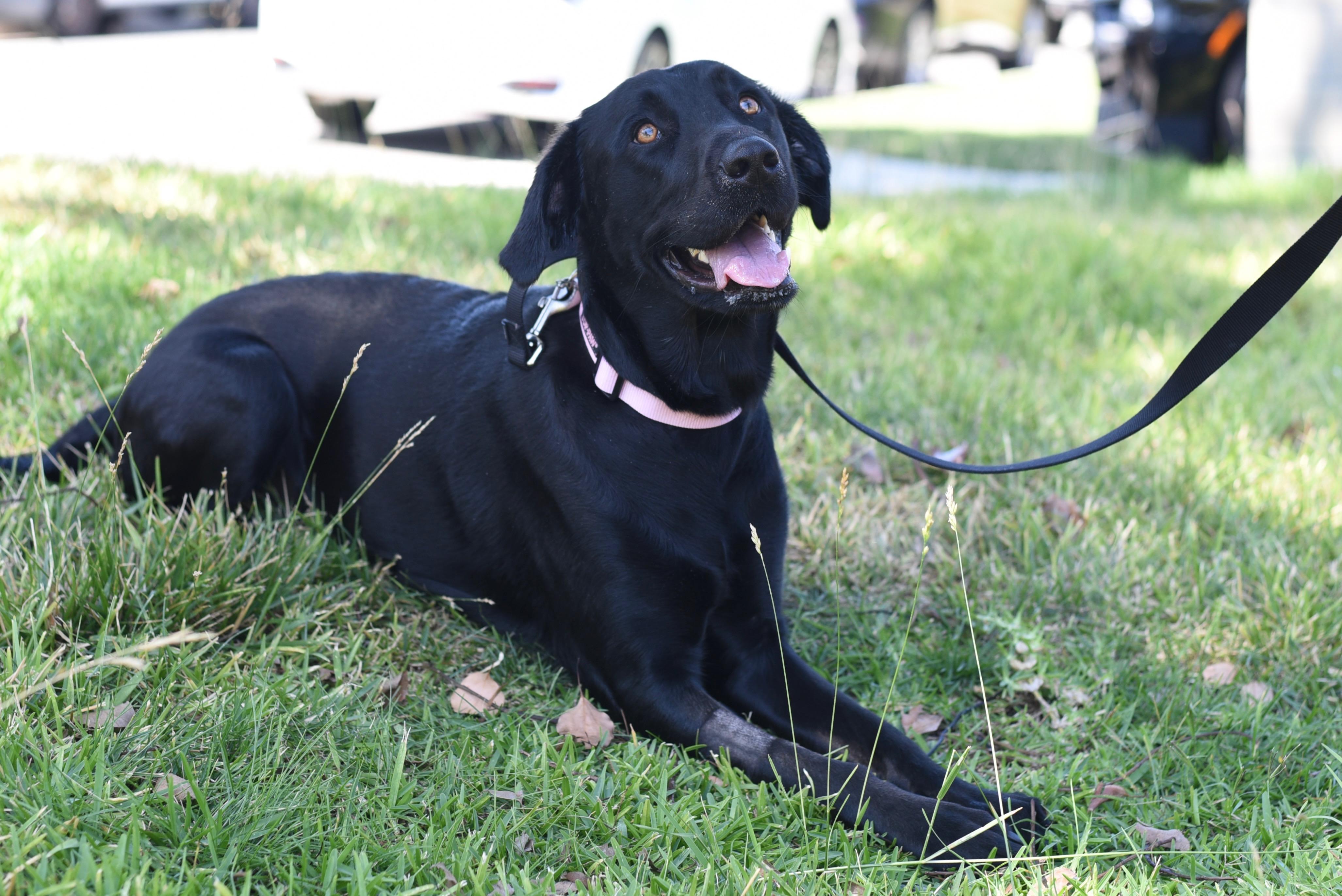 Skye, an adopted Black Labrador Retriever in Los Angeles, CA image 3/6