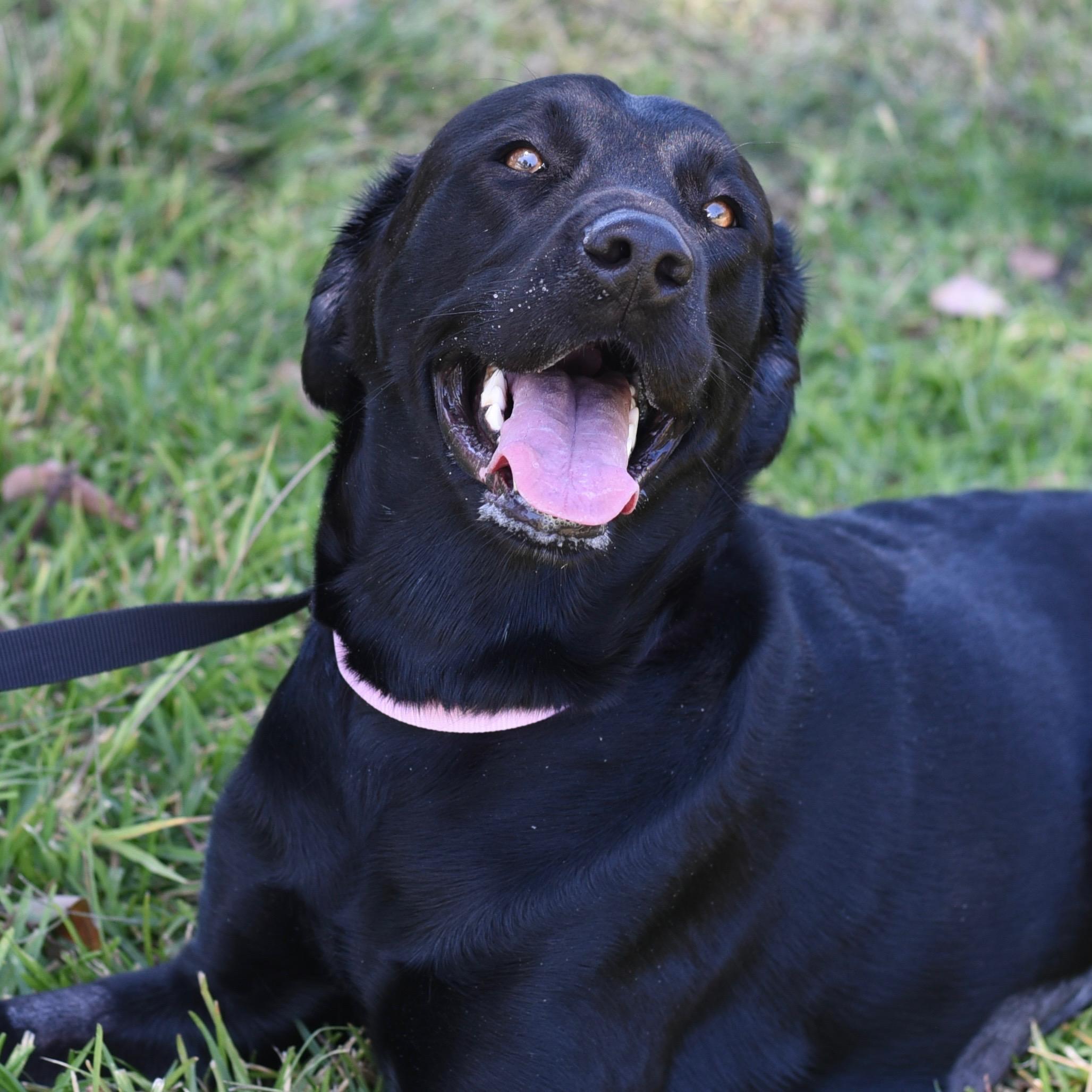 Skye, an adopted Black Labrador Retriever in Los Angeles, CA image 6/6