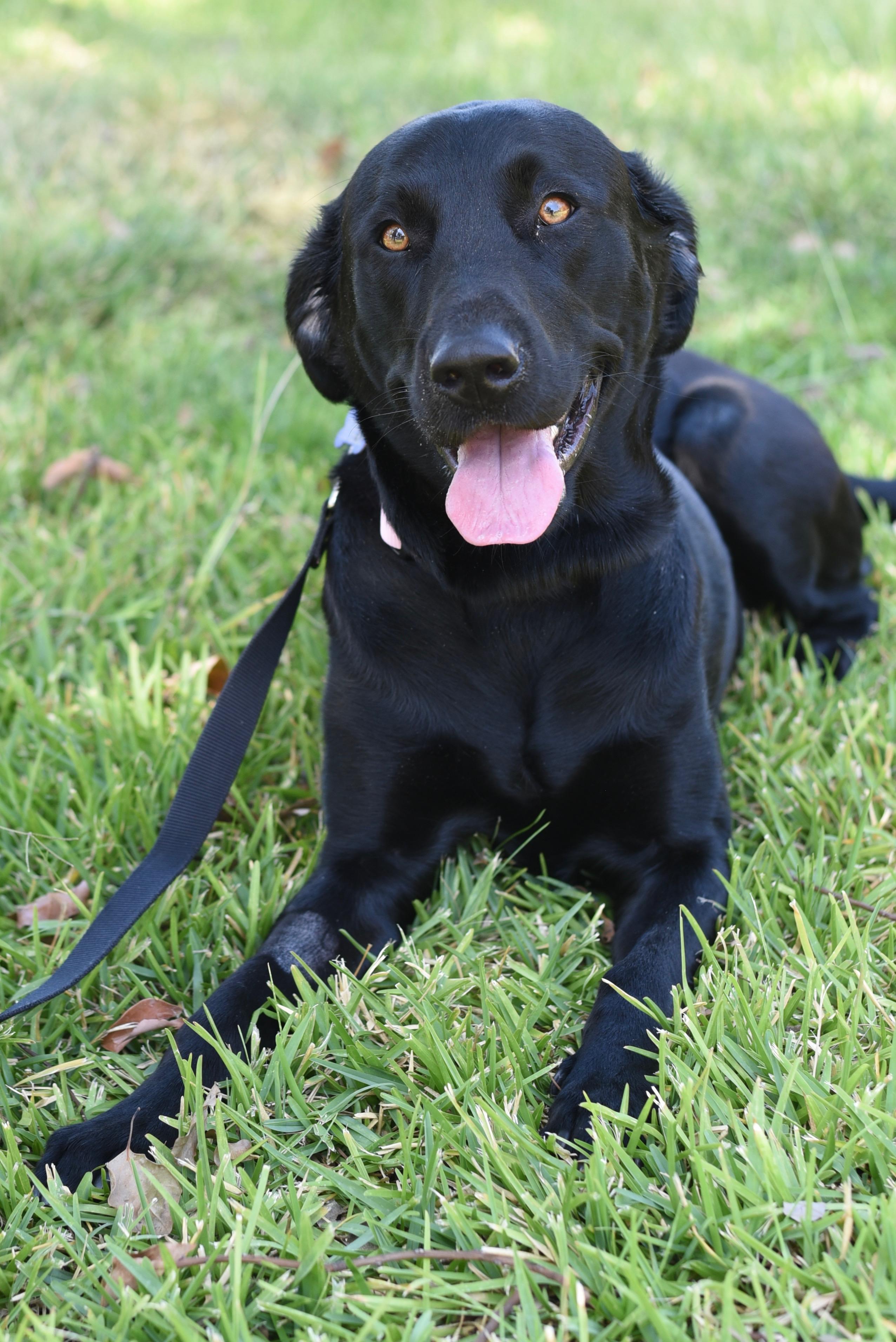 Skye, an adopted Black Labrador Retriever in Los Angeles, CA image 5/6