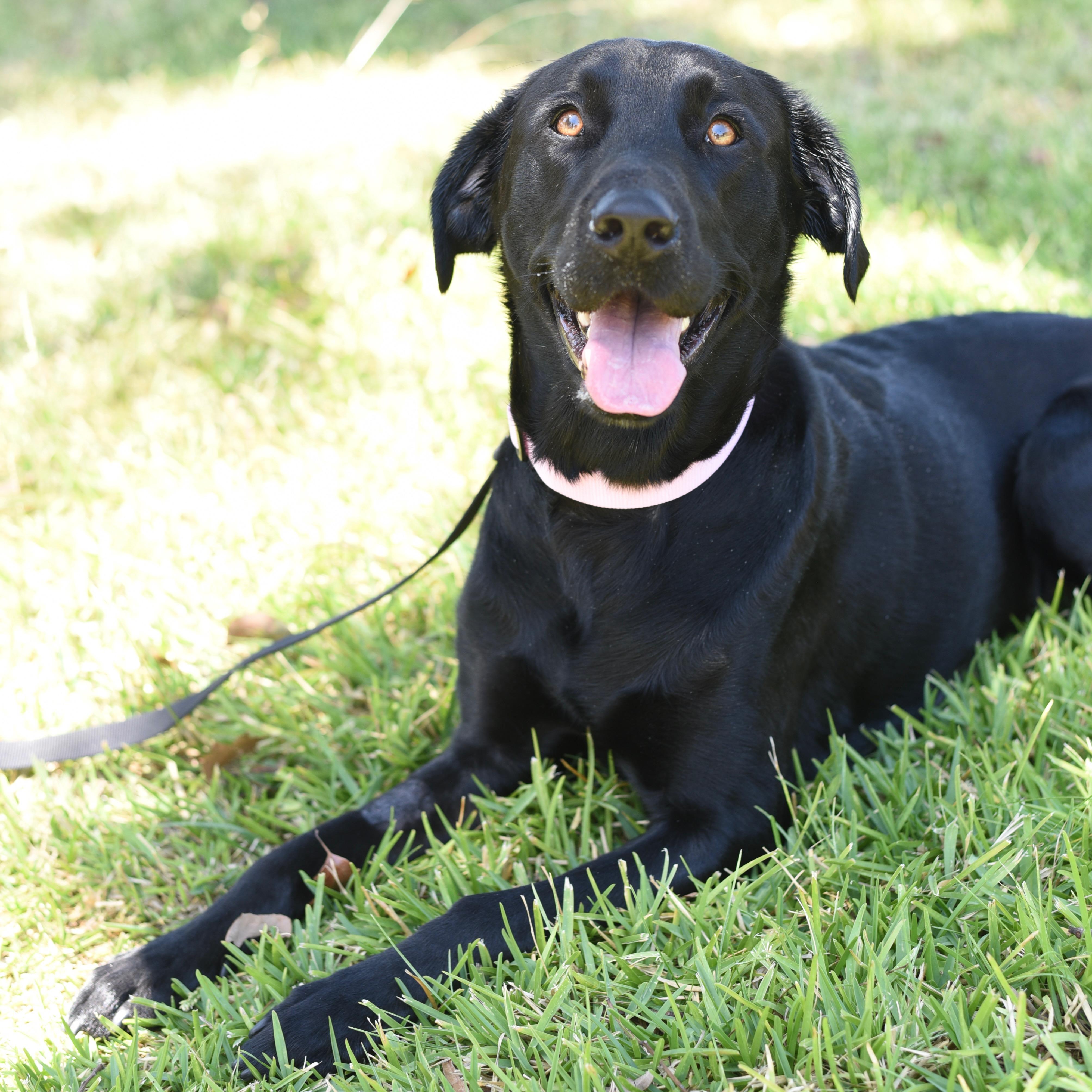 Skye, adopted, Adult Female Black Labrador Retriever.