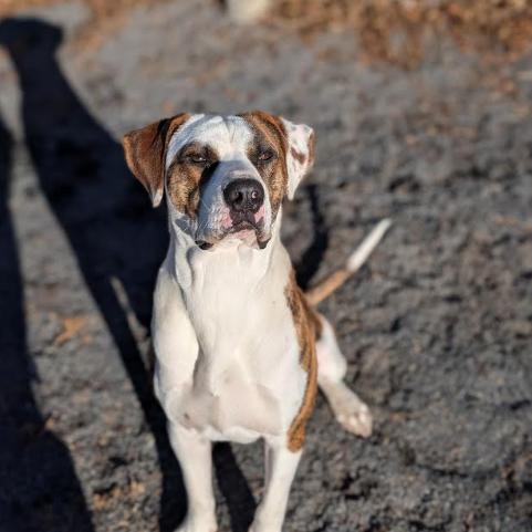 Tiger, Adoptable, Adult Male Terrier & American Staffordshire Terrier.