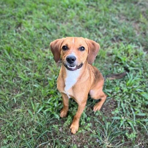Enlarge Gobstopper, a Adoptable mixed breed in Carencro, LA image 1/6