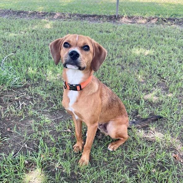 Enlarge Gobstopper, a Adoptable mixed breed in Carencro, LA image 2/6