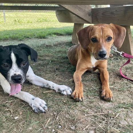 Enlarge Gobstopper, a Adoptable mixed breed in Carencro, LA image 3/6