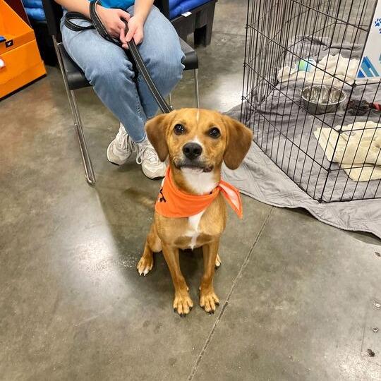 Enlarge Gobstopper, a Adoptable mixed breed in Carencro, LA image 4/6