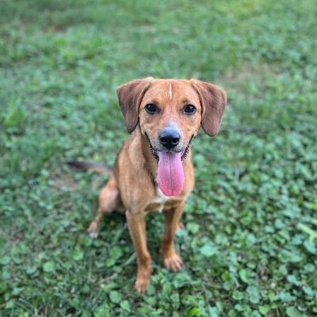 Enlarge Gobstopper, a Adoptable mixed breed in Carencro, LA image 5/6