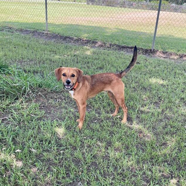 Enlarge Gobstopper, a Adoptable mixed breed in Carencro, LA image 6/6
