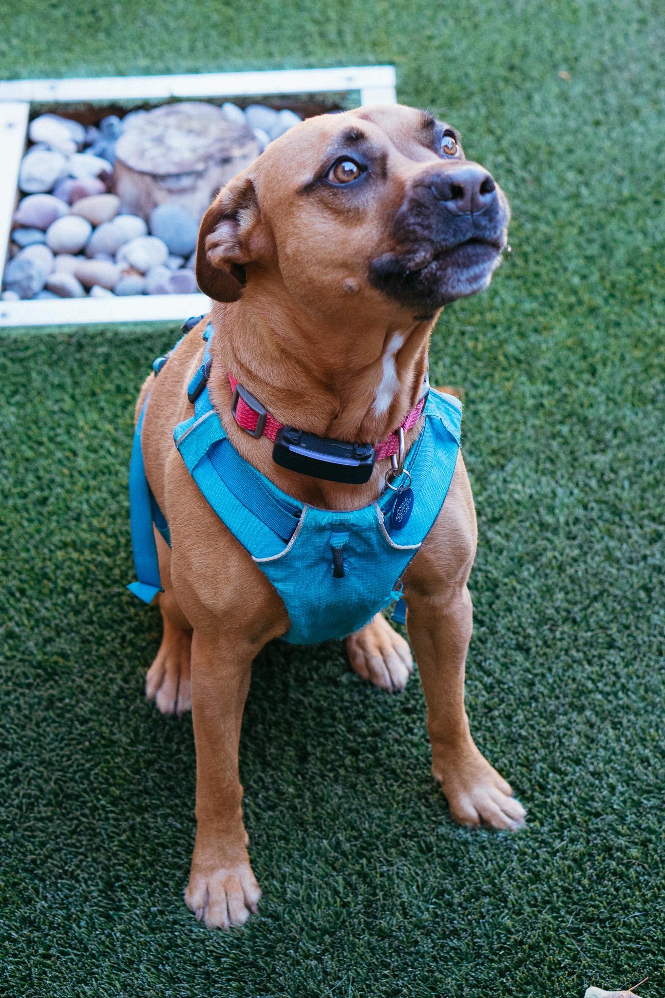 Enlarge Bells, a Adoptable Mixed Breed in Jackson, WY image 4/6