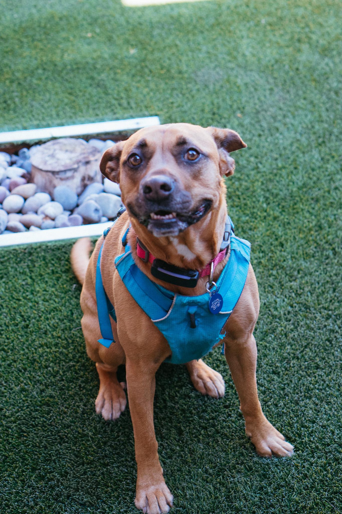 Bells, an adoptable Mixed Breed in Jackson, WY, 83002 | Photo Image 1