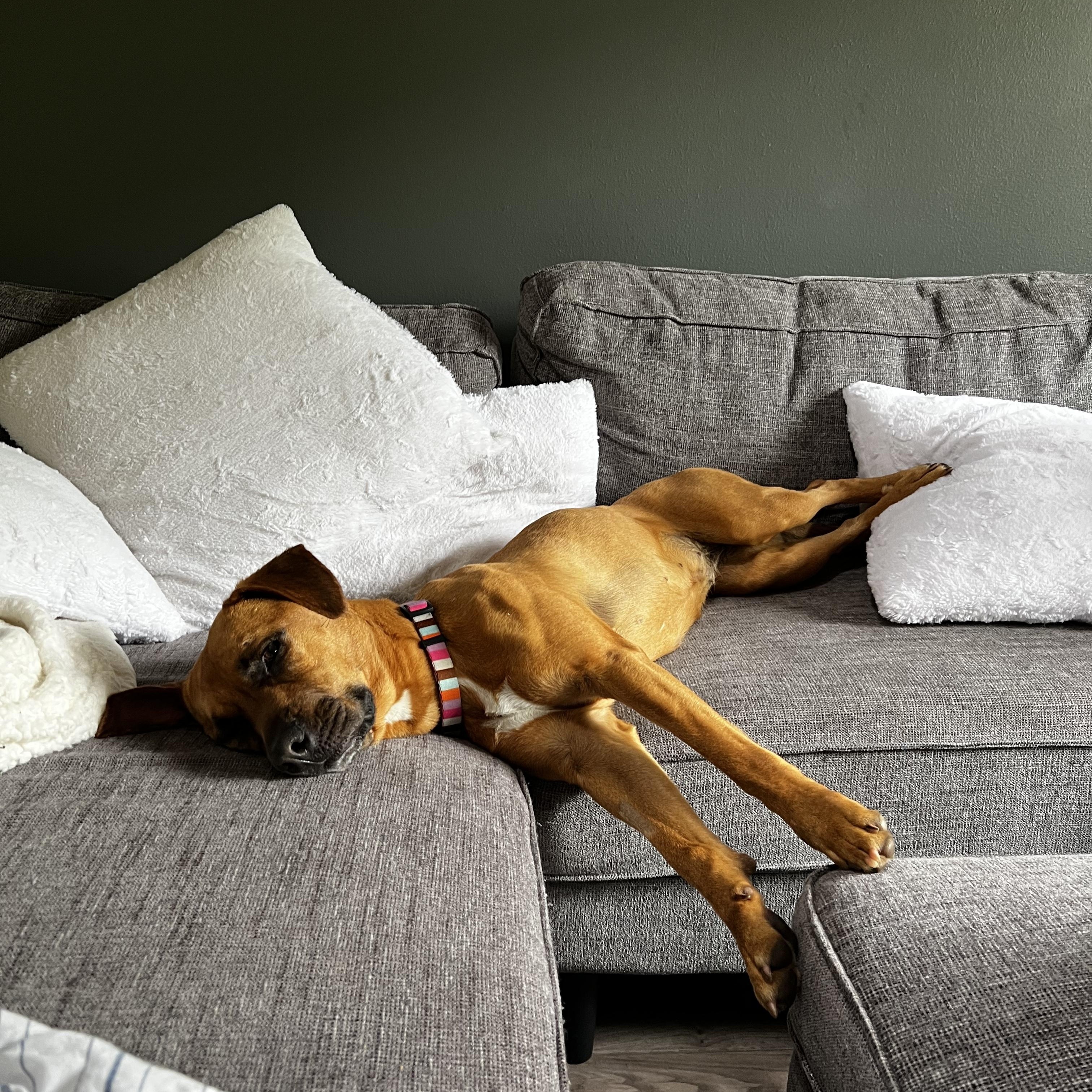 Enlarge Bells, a Adoptable Mixed Breed in Jackson, WY image 2/6