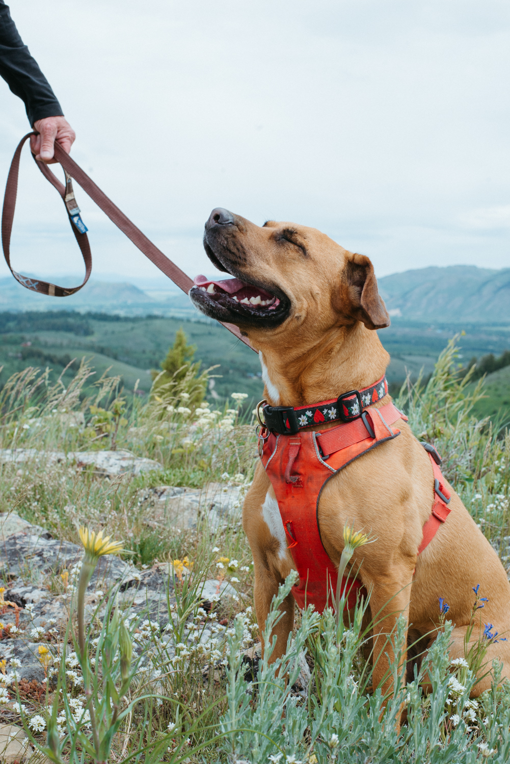 Enlarge Bells, a Adoptable Mixed Breed in Jackson, WY image 1/6