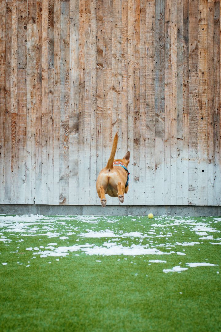 Enlarge Bells, a Adoptable Mixed Breed in Jackson, WY image 3/6