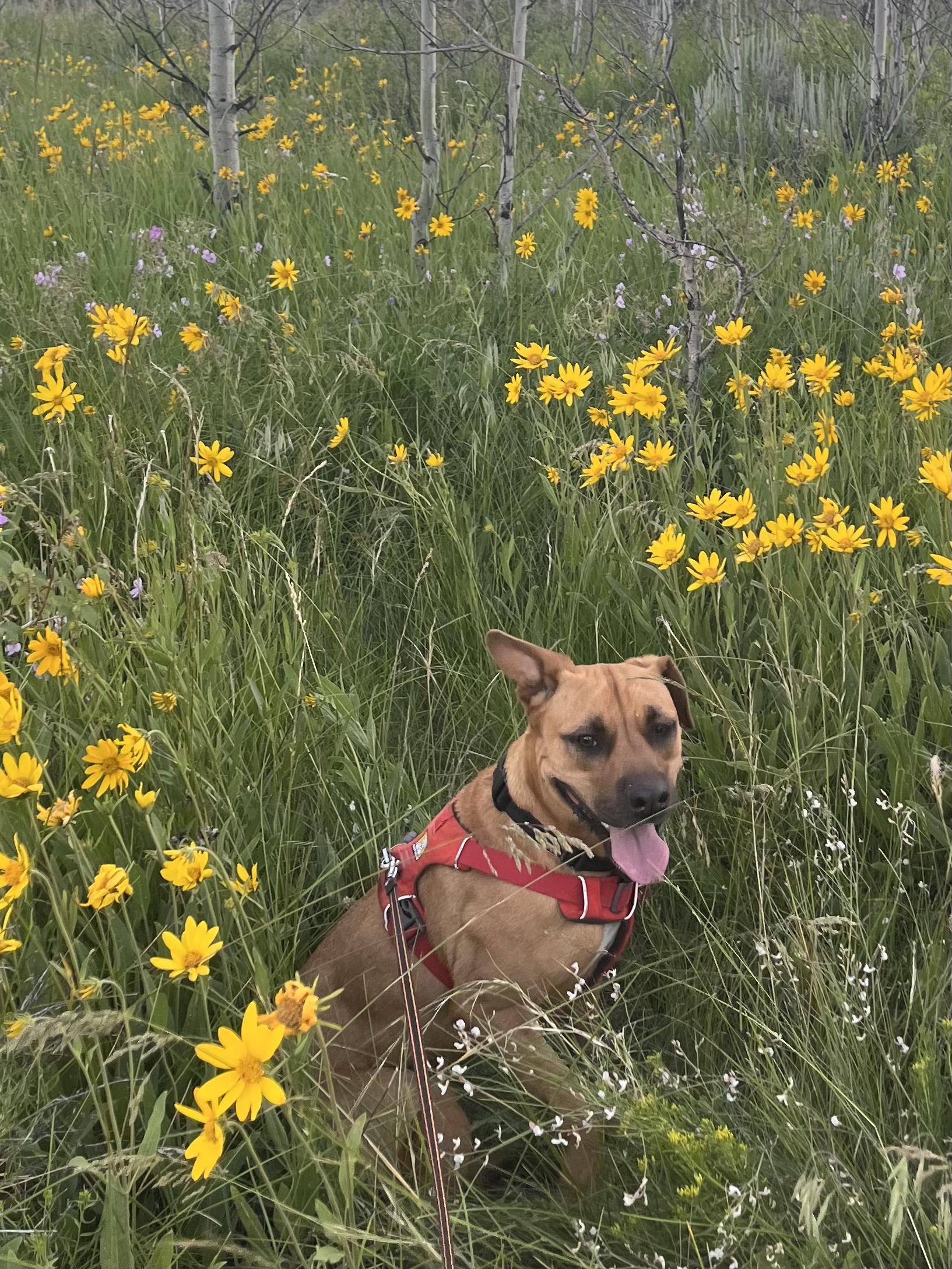 Enlarge Bells, a Adoptable Mixed Breed in Jackson, WY image 6/6