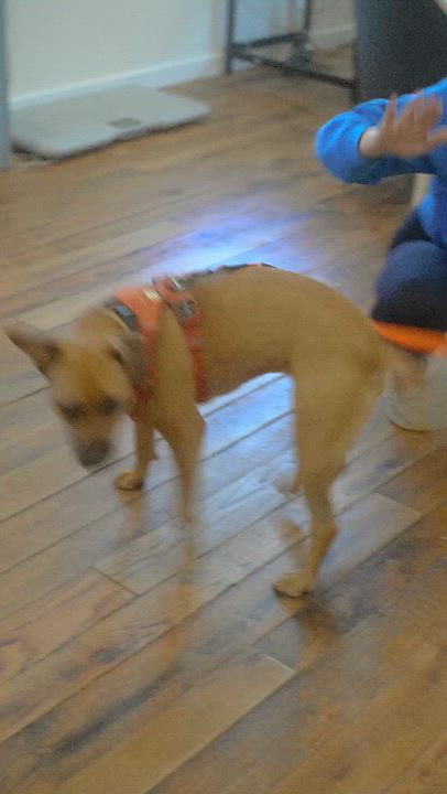 Enlarge Bells, a Adoptable Mixed Breed in Jackson, WY video 5/6