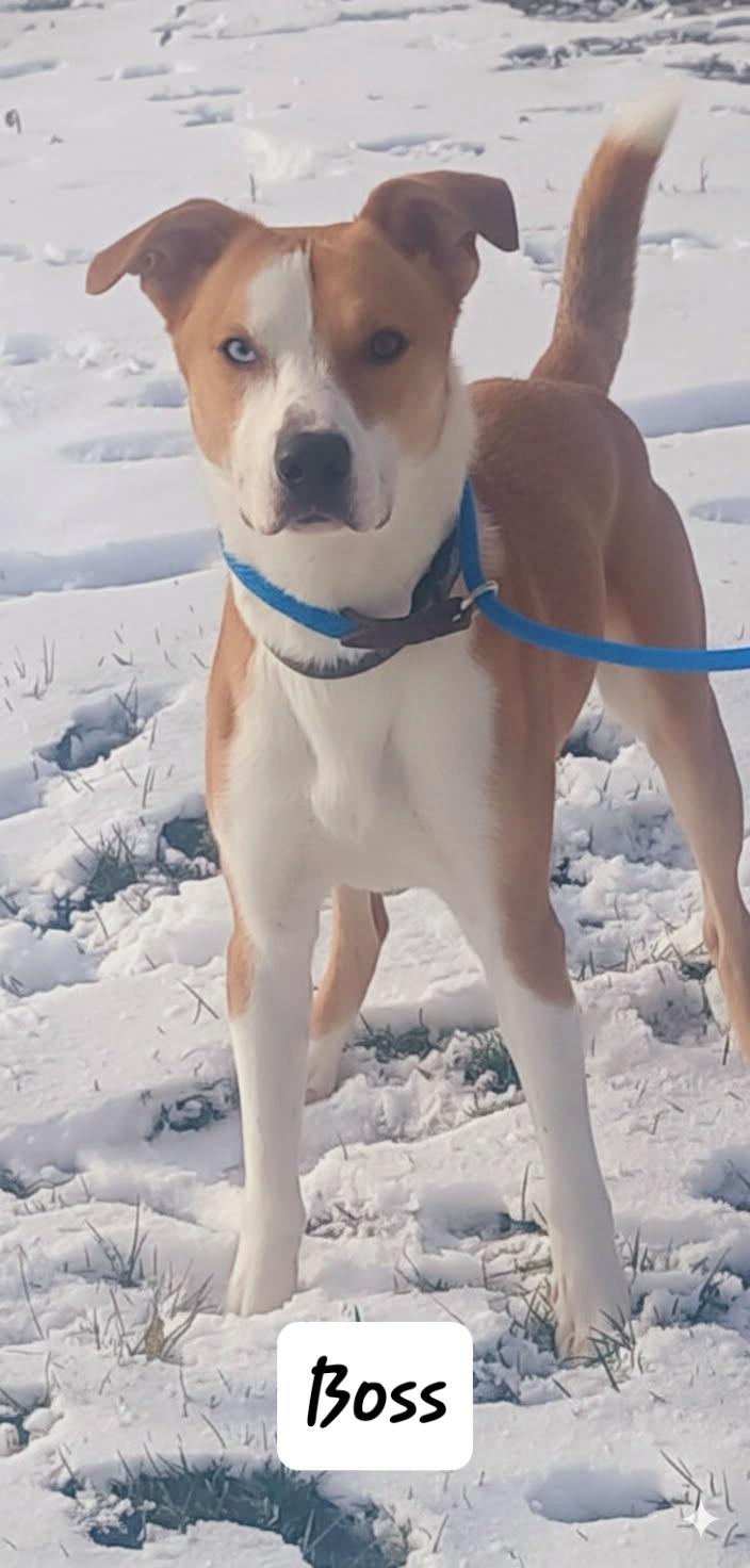 Boss, ADOPTABLE, Adult Male Pit Bull Terrier.