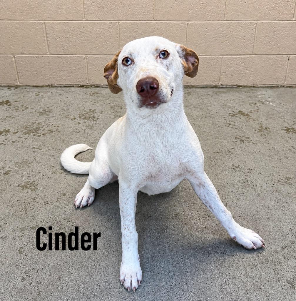 Enlarge Cinder, a Adoptable mixed breed in Clearfield, KY image 1/1