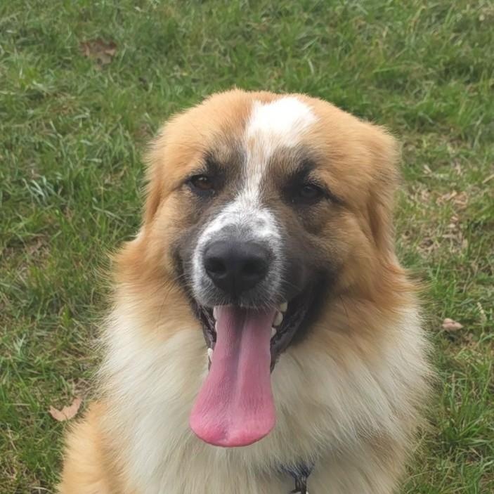 Toaster, ADOPTABLE, Adult Male Australian Shepherd.