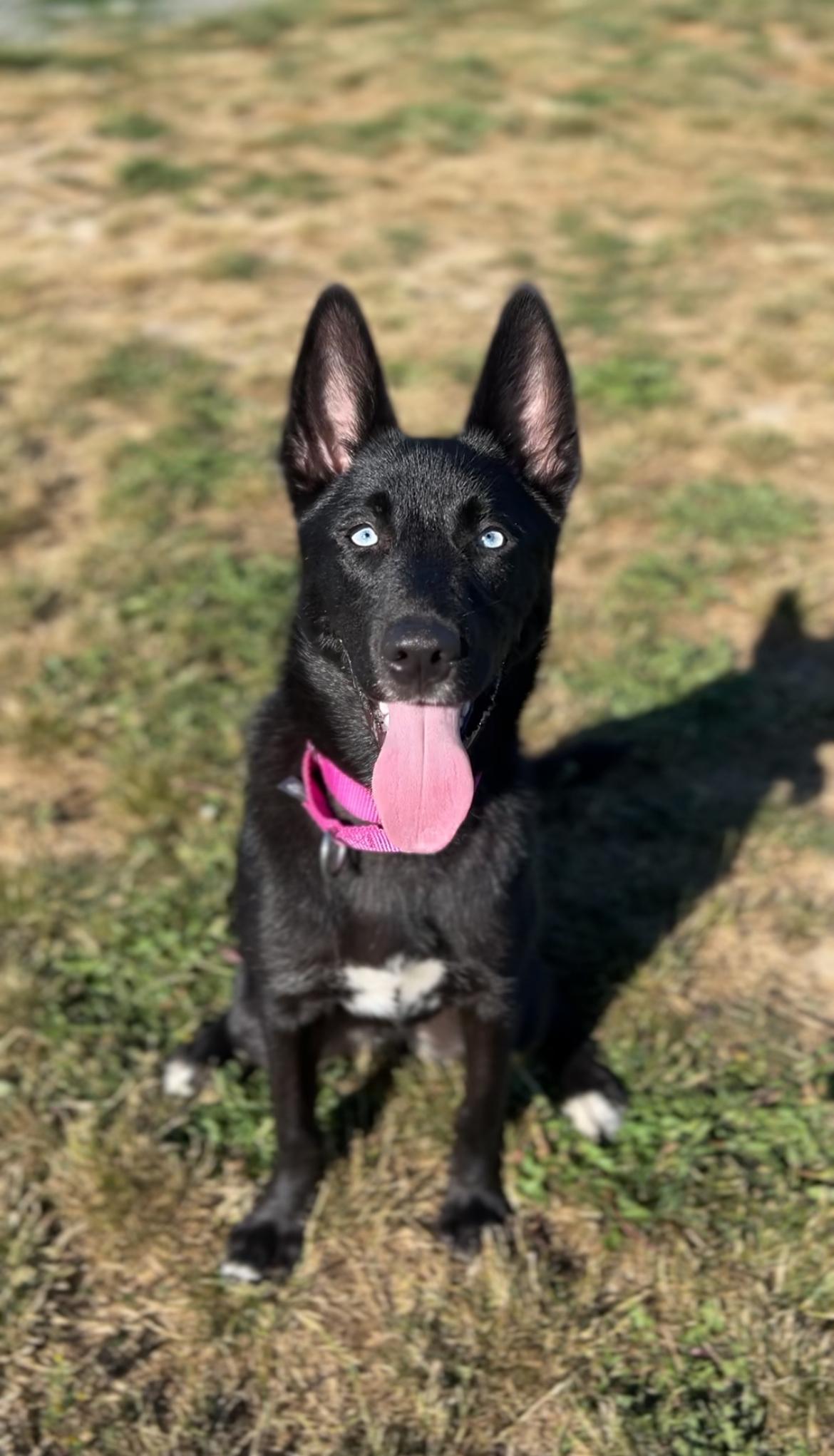 Lilith, Adoptable, Young Female Husky.