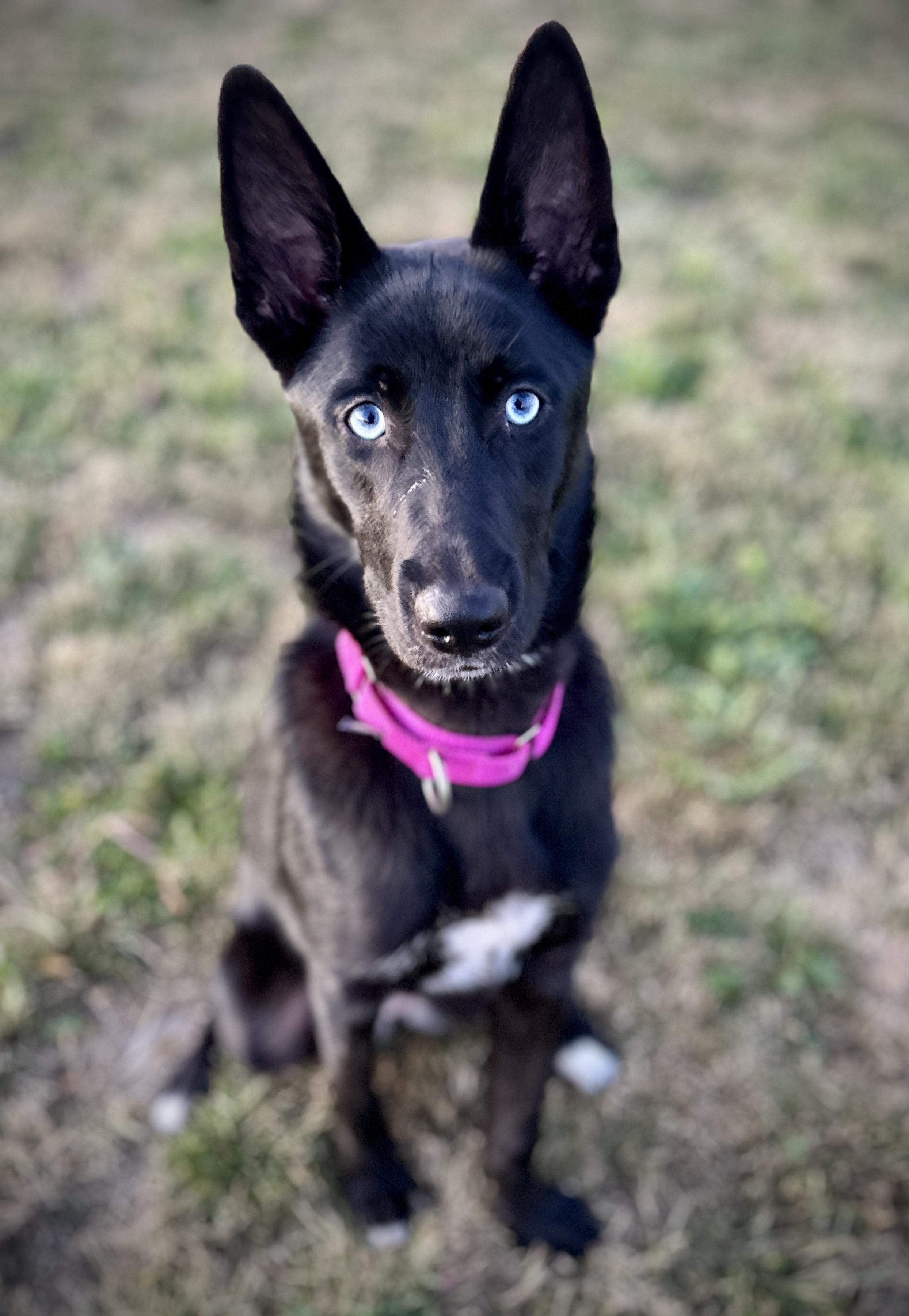 Lilith, a Adoptable mixed breed in Port Angeles, WA image 2/3