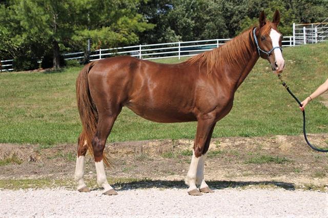 CHARLOTTE, Adoptable, Senior Female Saddlebred.