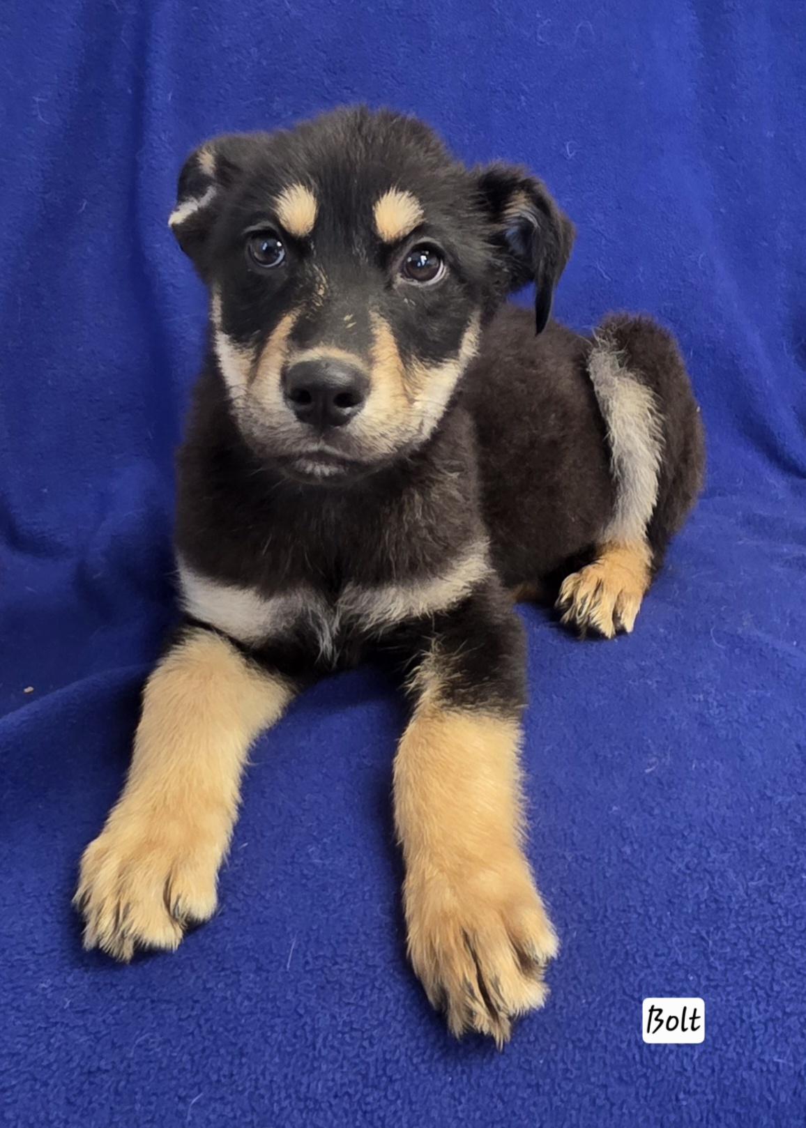 Bolt, ADOPTABLE, Puppy Male German Shepherd Dog & Husky.