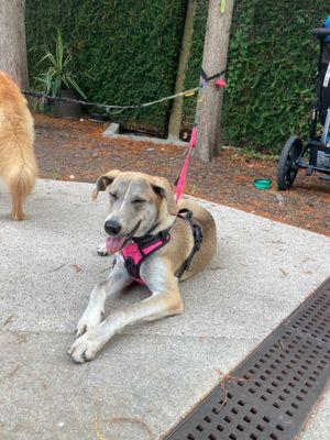 Choo Choo- Courtesy Listing, a Adoptable mixed breed in Austin, TX image 4/5