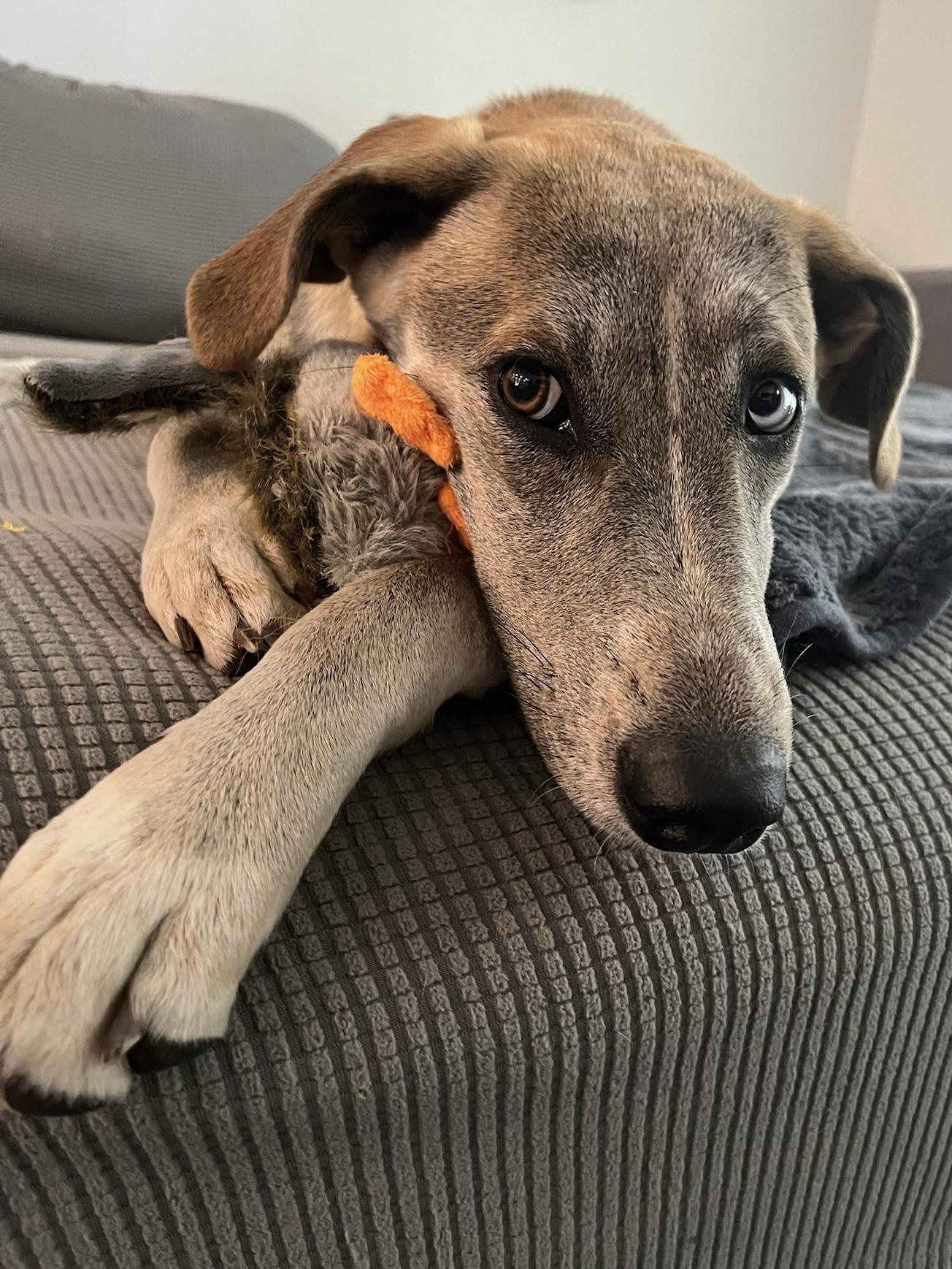 Choo Choo- Courtesy Listing, a Adoptable mixed breed in Austin, TX image 1/5