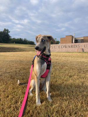 Choo Choo- Courtesy Listing, a Adoptable mixed breed in Austin, TX image 3/5